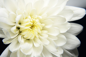 Fototapeta premium daisy flower on background and macrostyle