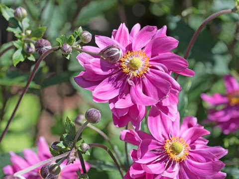 Herbst-Anemone, Anemone hupehensis
