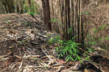 The burnt bamboo in the forest after wildfire