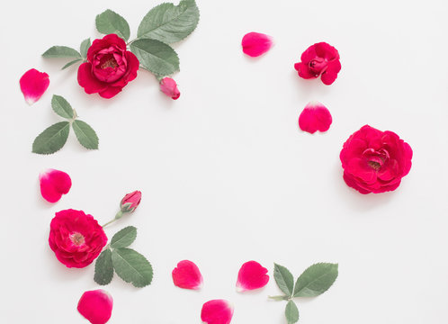 red roses on white background