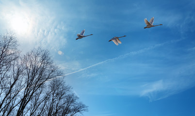 Autumn migration of cranes