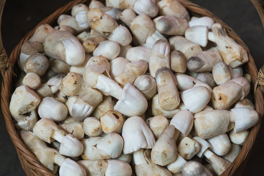 The rice straw mushroom for sell in the market
