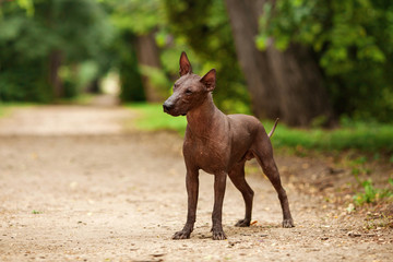 Horizontal portrait of one dog of Xoloitzcuintli breed, mexican hairless dog of  black color of standart size, standing outdoors on ground with green grass and trees on background on summer sunny day
