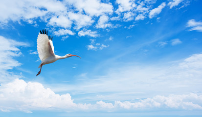 Tropical bird over blue sky background