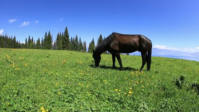 horse eating grass on beautiful mountain grassland
