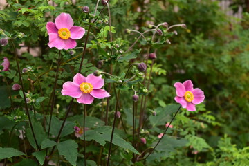 秋を感じさせるシュウメイギク
