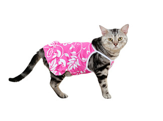 American shorthair cat with necktie waiting for food with copy s