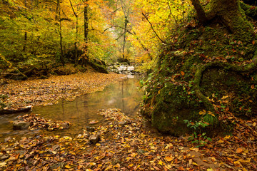 Obraz na płótnie Canvas Autumn forest with creek