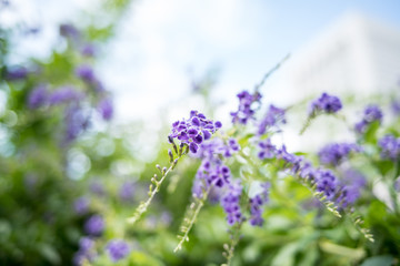 Purple repens  / duranta