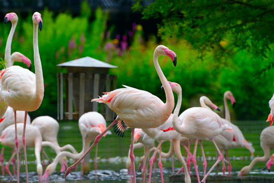 Fototapeta flock of flamingos on lake