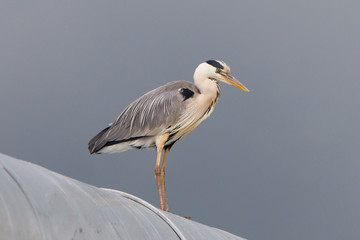 Great blue heron on a roof