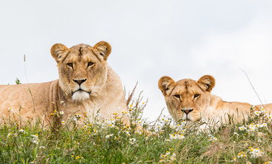 Two female lions