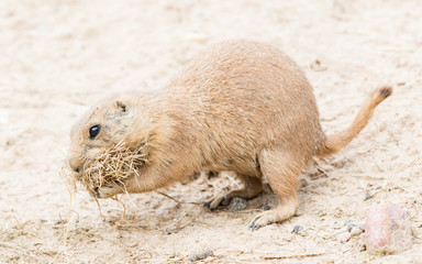 Black-Tailed prairie dog in it's natural habitat