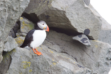 Fototapeta premium Colorful Puffin isolated in natural environment