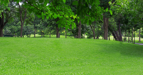 Fototapeta na wymiar Green Lawn of a Spacious City Park