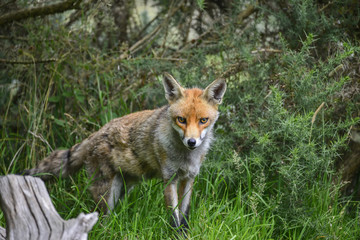 Stunning image of red fox vulpes vulpes in lush Summer countrysi