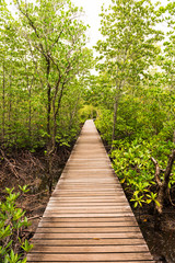 Obraz premium wooden Walkway, wooden bridge through mangrove forrest in Chantaburi province, Thailand