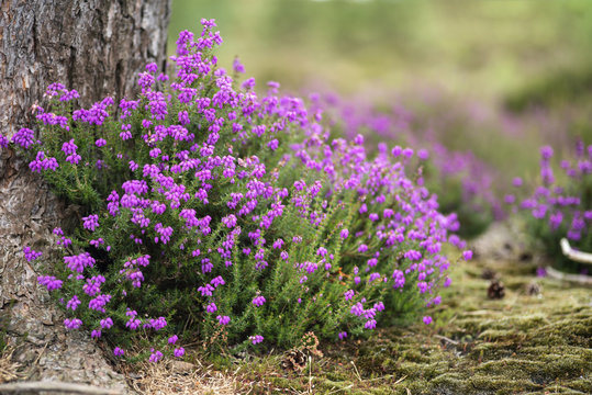 Vibrant landscape image of heather erica in forest with shallow