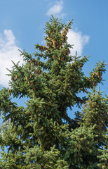 spruce branches with cones on a background of the sky with cloud