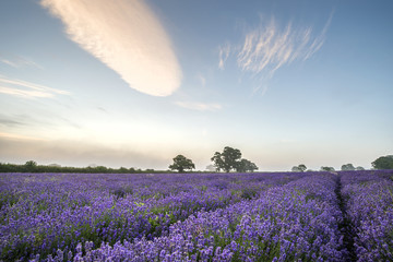 Beautiful dramatic misty sunrise landscape over lavender field i
