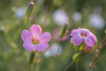 Beautiful pink flowers in the meadow.