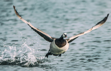 barnacle goose flying over the lake