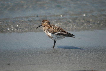Alpenstrandläufer
