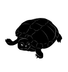 vector turtle. black and white animal