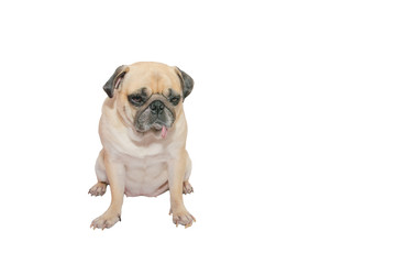 Obraz premium Fat Pug dog, sitting and tongue sticking out, isolated on white with clipping path and copy space for label text
