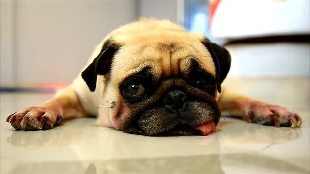 Close-up face of Cute pug puppy dog sleeping rest by chin and tongue sticking out lay down on tile floor