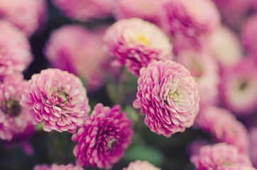Pink chrysanthemum flowers macro image, floral vintage background