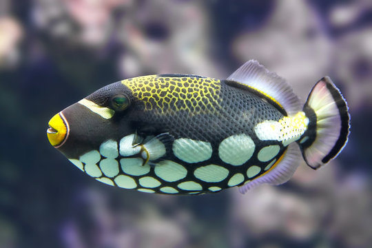 Clown Triggerfish (Balistoides Conspicillum)