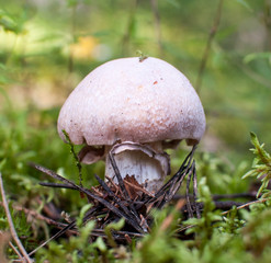 White mushroom in the forest