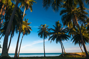 Silhouette coconut palm trees against blue sky with sun light. Summer sea beach concept