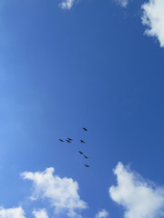 Cormorants in the sky