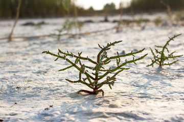 Macro Salicornia europaea, salt steppe plant, common glasswort, halophytic