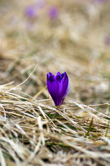 Spring crocus flowers on natural background. Selective focus