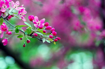 Close-up Cherry blossom Beautiful Flower in spring. Natural back