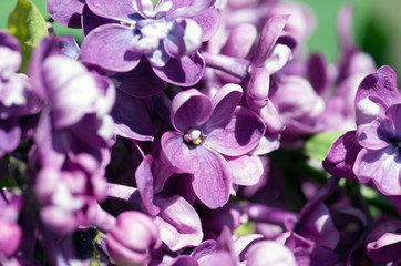 Fototapeta na wymiar Blooming lilac flowers. Abstract background. Macro photo.