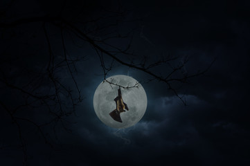 Bat scream and hang on dead tree over moon and cloudy sky, Myste