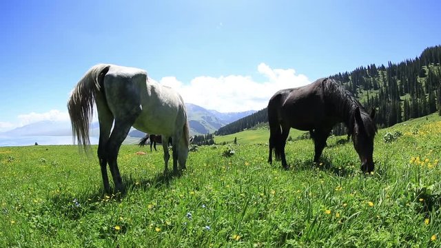 horse eating grass on beautiful mountain grassland