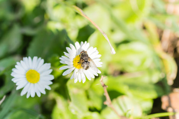 A fly on a flower chamomile
