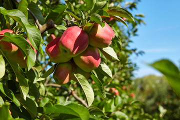 Shiny delicious apples hanging from a tree branch in an apple or