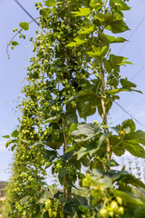 Plantation growing hops in Bulgaria. Thousands of hop plants, th