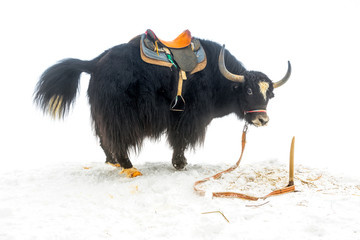 yak with saddle standing and raised tail in the snow is isolated