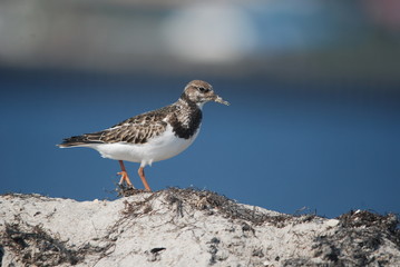 Steinwälzer, Ruhekleid