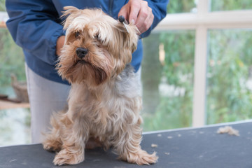 Combing Yorkshire terrier. Dog is sitting on the grooming table and is looking at the camera. 