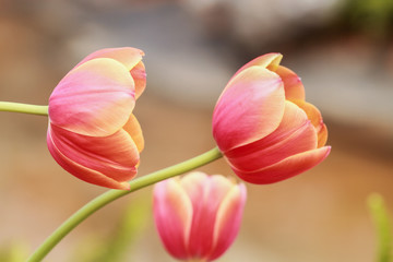 Tulips, red, orange, beautiful