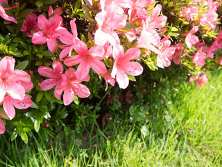 Naklejka premium azaleas