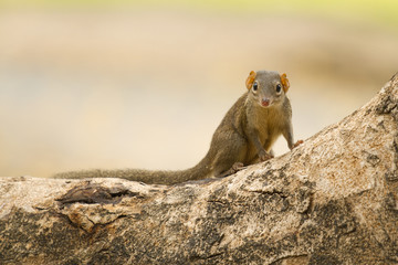 Little Squirrel in the garden